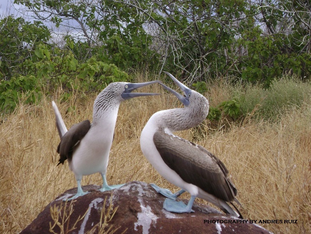 Find Mid-range and Economic Yachts; ask about departure dates, availability & promotions