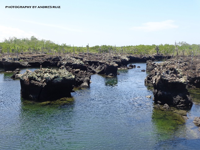 Choose the Galapagos Cruise category that you like the most...!!! 
