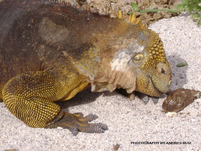 The Galapagos Islands are an Exclusive destination, Beautiful, Natural & a  Peaceful place in the World…!!!
