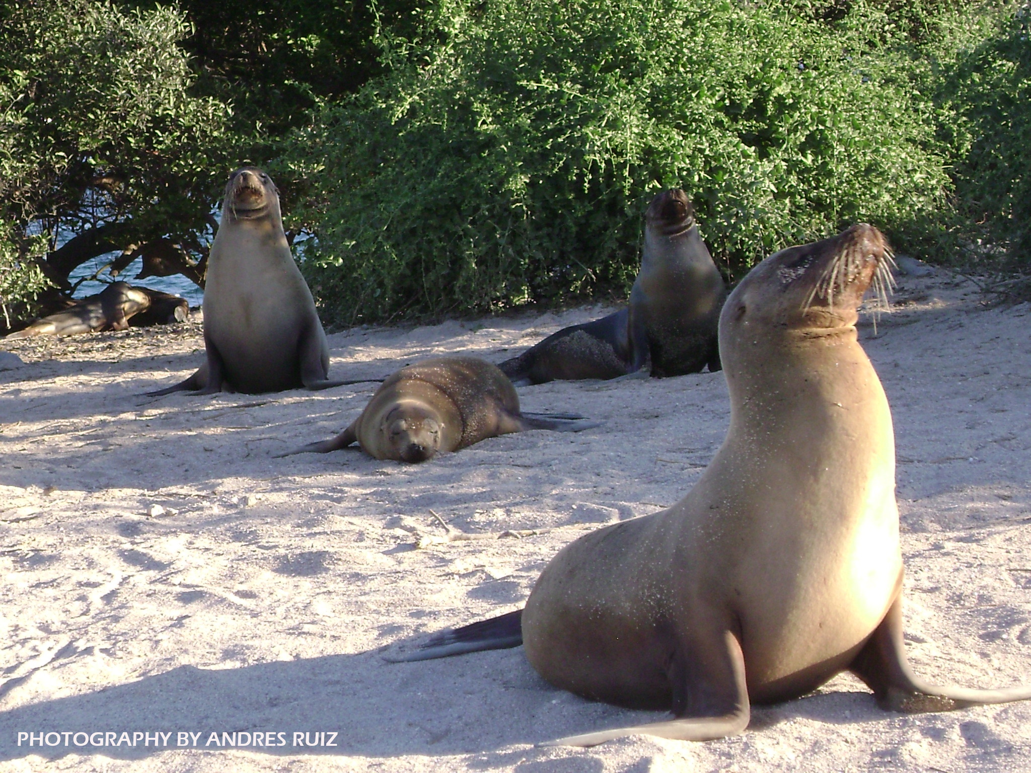 Your travel to the Galapagos Islands & Ecuador start here   &   now..!!