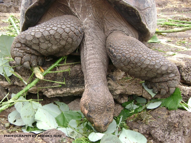 Enjoy a spectacular trip that you will remember forever  in the Galapagos Islands & Ecuador