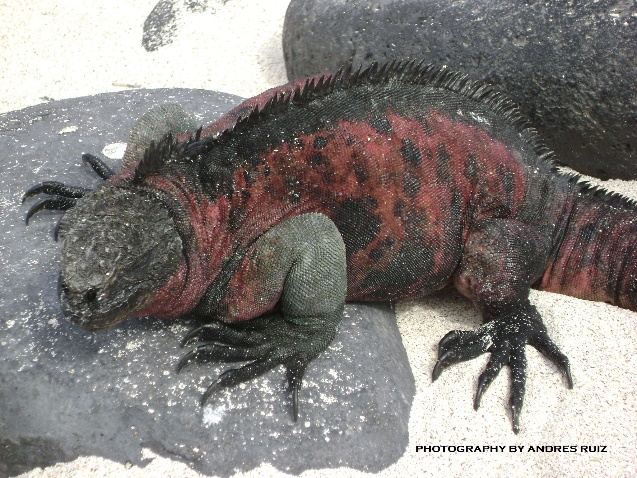 Enjoy a spectacular trip that you will remember forever  in the Galapagos Islands & Ecuador