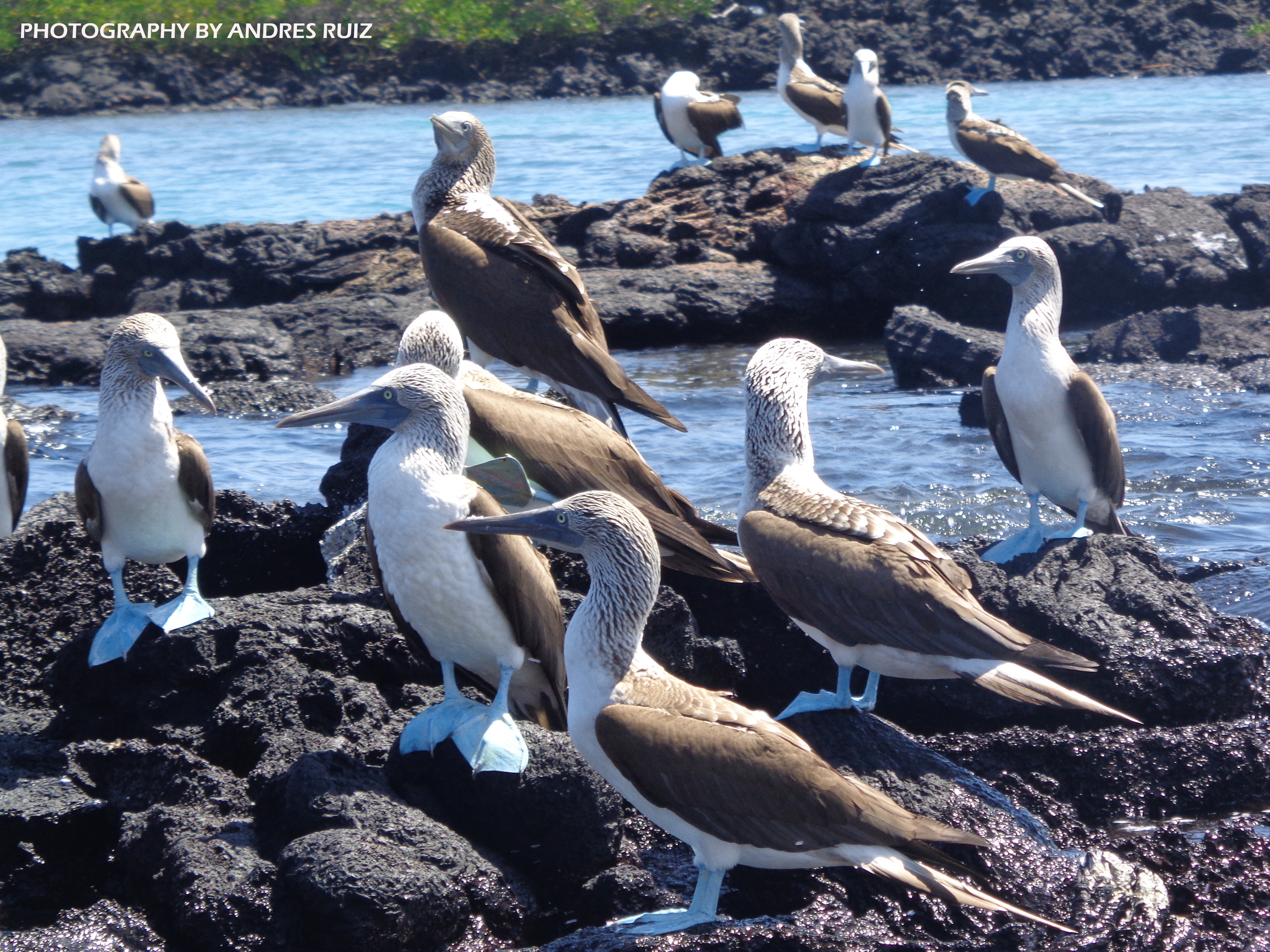 Find your Ideal Galapagos Trip, with us…!!!