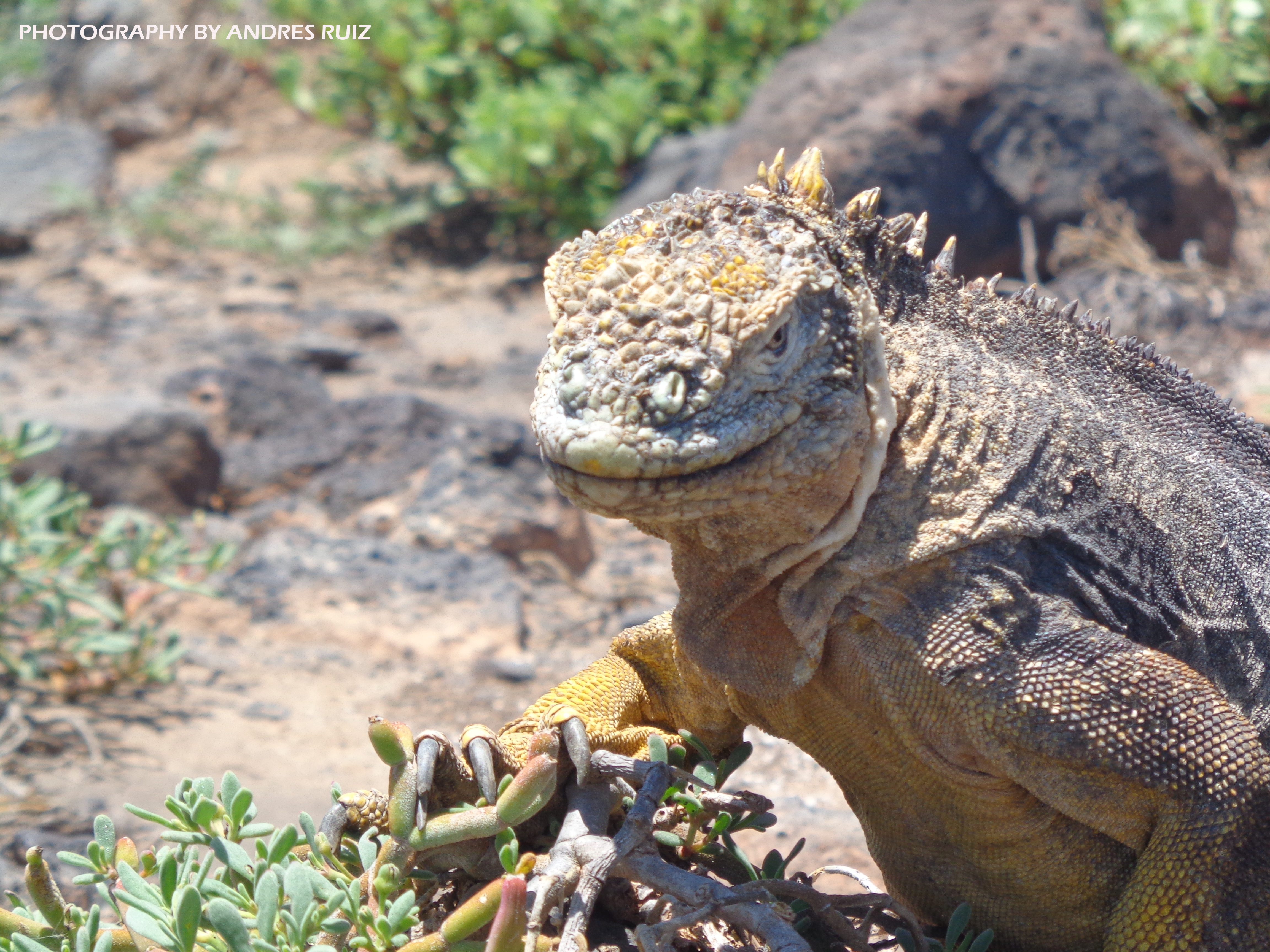Find your Ideal Galapagos Trip, with us…!!!