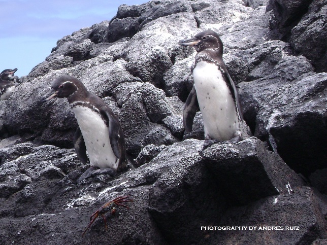 Embark on an unforgettable experience on a Luxury Class  or First Class Cruise in the Galapagos